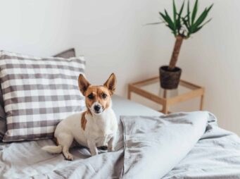Adorable dog in bed